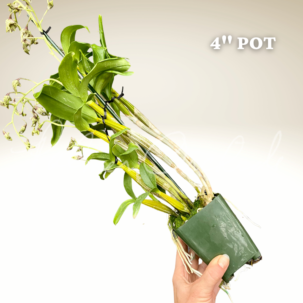 Spermatozoidda sutli kokraklar